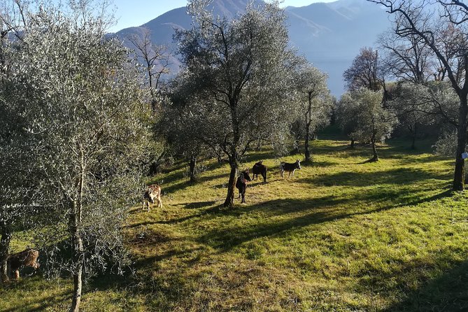 LAKE COMO Hiking Experience, From Villa Carlotta to Villa Balbianello - Booking and Reservations