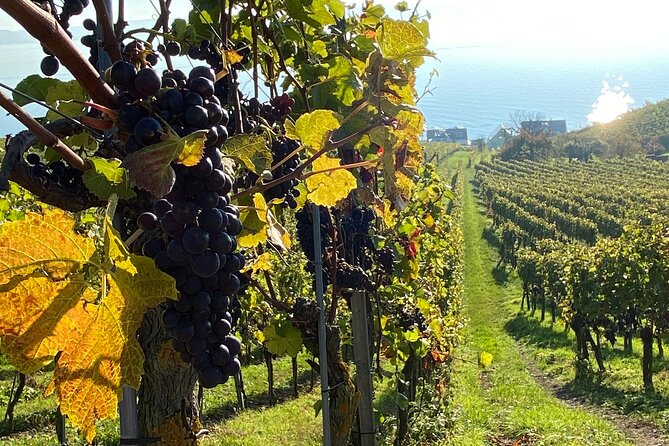 Lake Constance Wine Tour Day Tour Wine Tasting at 3 Winemakers - Preparing for the Tour