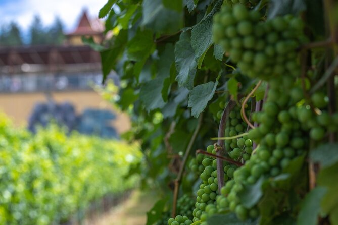 Lake Country Half Day Guided Wine Tour With 4 Wineries - Winery Experiences