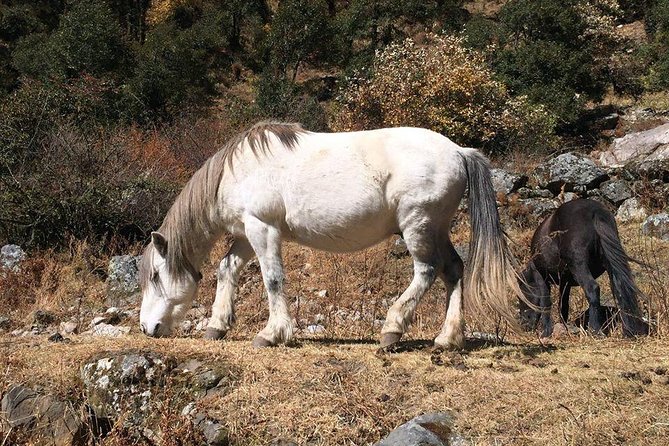 Langtang Valley Trek-8 Days - The Sum Up