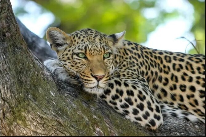 Leopard Luxury Safari in Tanzania - Pre-Departure Preparation