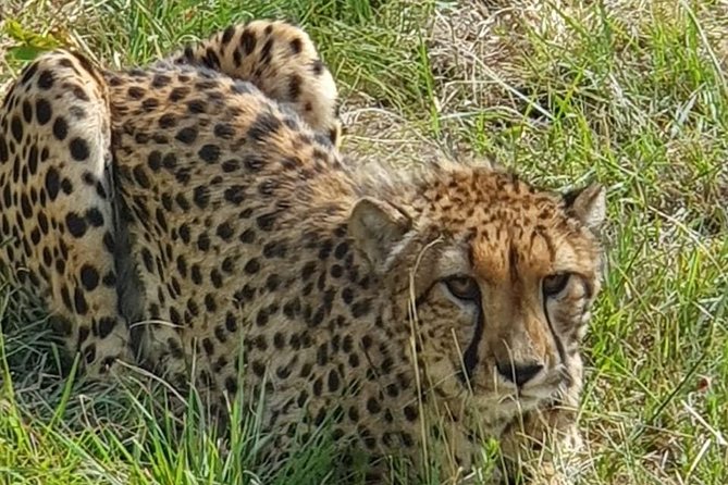 Lesedi Cultural Village and Lion Mini Safari - Booking and Pricing Information