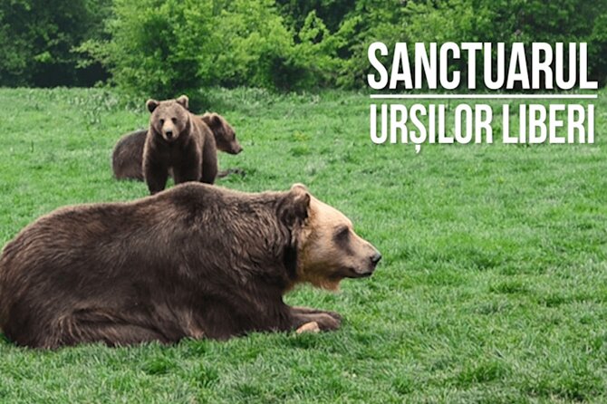 Libearty Bear Sanctuary and Dracula Castle From Brasov - Visiting Dracula Castle