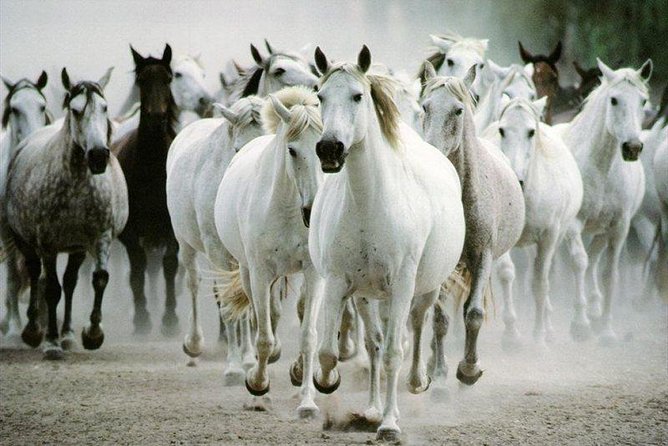 Lipica Stud Farm and Skocjan Caves From Piran or Portoroz or Izola - Cancellation and Refund Policy