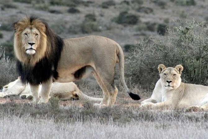 Luxury 2-Day In & Out Garden Route Safari Tour - Convenient Pickup Locations
