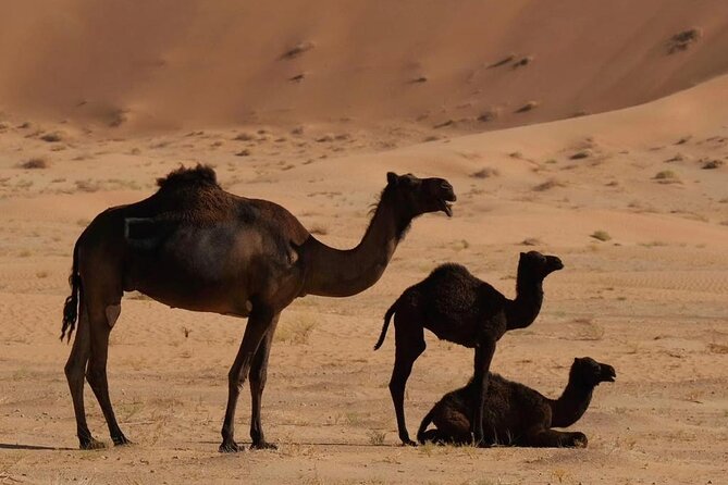 Luxury Overnight Desert Safari in Salalah - Preparing for the Adventure
