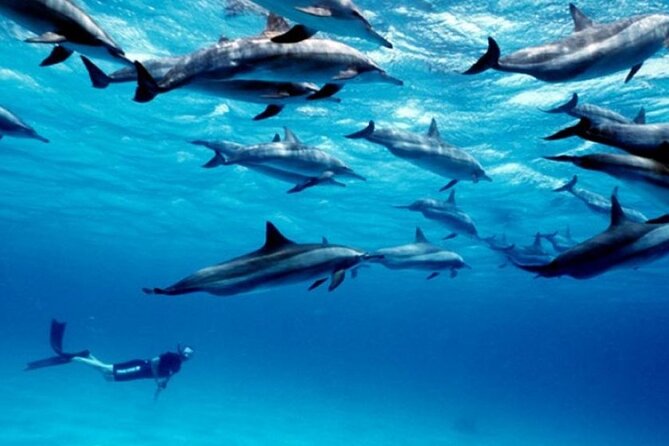 Luxury Tour to DOLPHINS, KUZA CAVE and THE ROCK RESTAURANT - Customer Reviews
