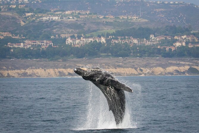 Luxury Whale Watching: Fewer People, Extra Speed, Expert Staff - Thoughtful Amenities for Passengers