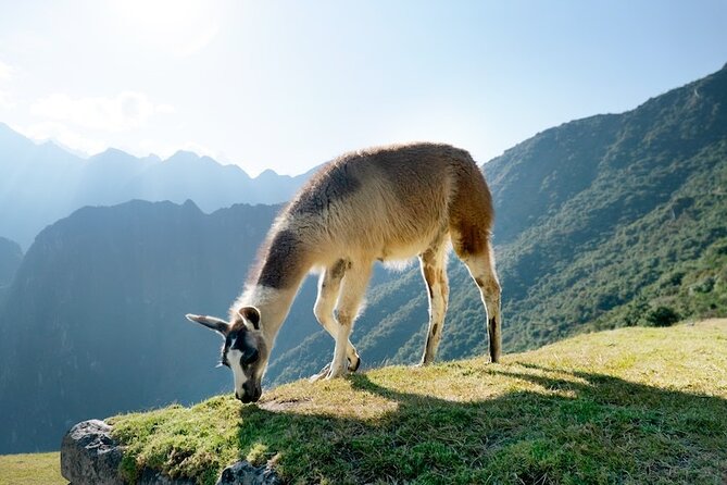 Machu Picchu Full Day Trip From Cusco by Train - Exploring Machu Picchu