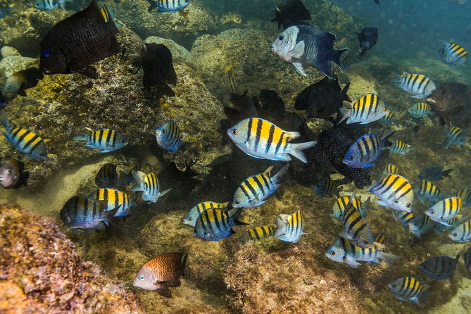 Magical Cenote and Paradise Lagoon Snorkeling Adventure - Whats Included