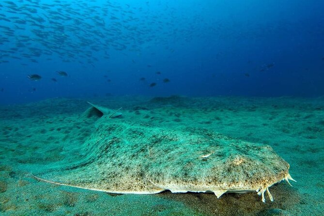 Make a Private Try Dive, for Your First Scuba Experience! - Additional Experience Details