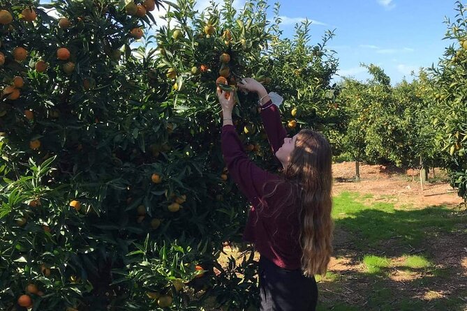 Mandarina Farming Tour With Food and Drink Tasting in Albania - Exploring Local Produce
