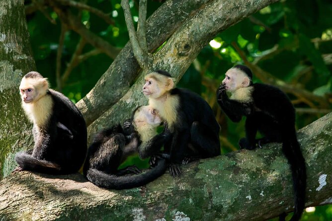 Manuel Antonio National Park Guided Walk - Amenities and Post-Tour Experience
