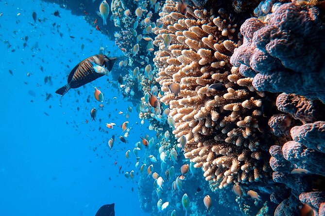 Margaritaville/Jeski Tour or Snorkeling in Montego Bay - Traveler Testimonials