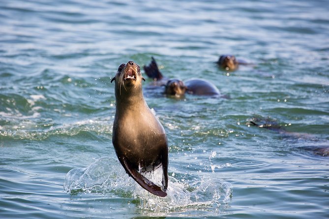 Marine Dolphin Seal Cruise - Planning Your Visit
