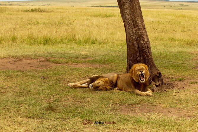 Masai Mara 3 Days Tour Safari Private 4WD Landcruiser - Relaxed Itinerary and Organization