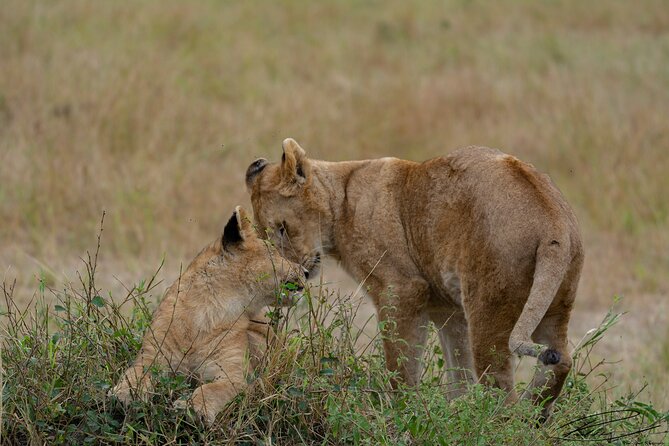 Masai Mara 3Days Safari Adventure - Reviews and Ratings