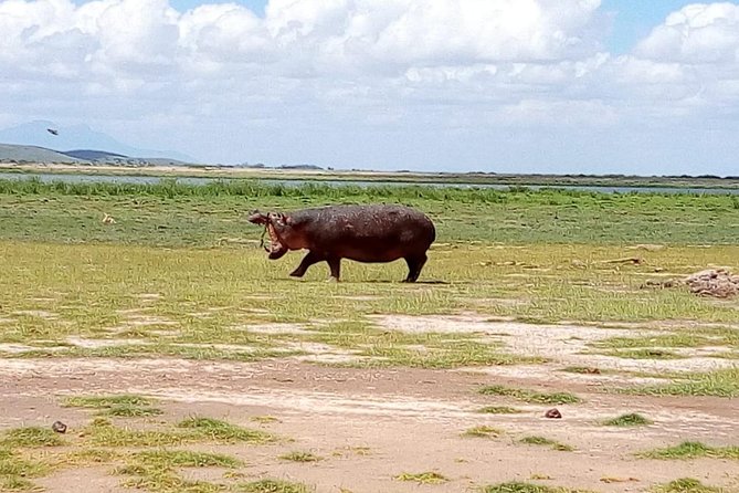 Masai Mara Full Day Tour From Nairobi, Naivasha or Nakuru - Frequently Asked Questions