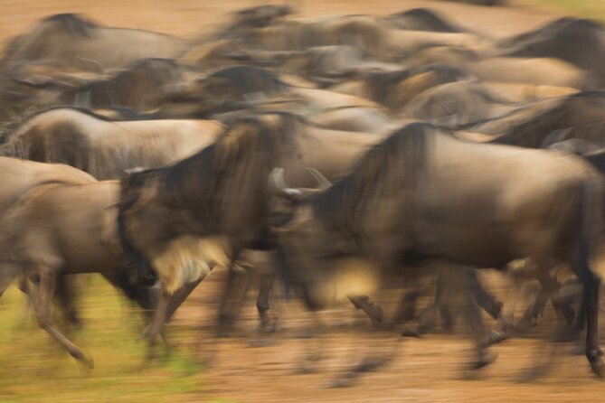 Masai Mara Game Drive - Frequently Asked Questions