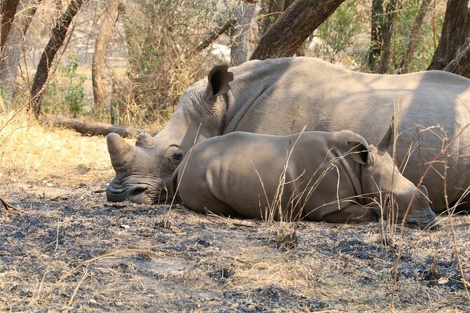 Matobo Rhino Encounter - Discovering Medicinal Plants and Tracks
