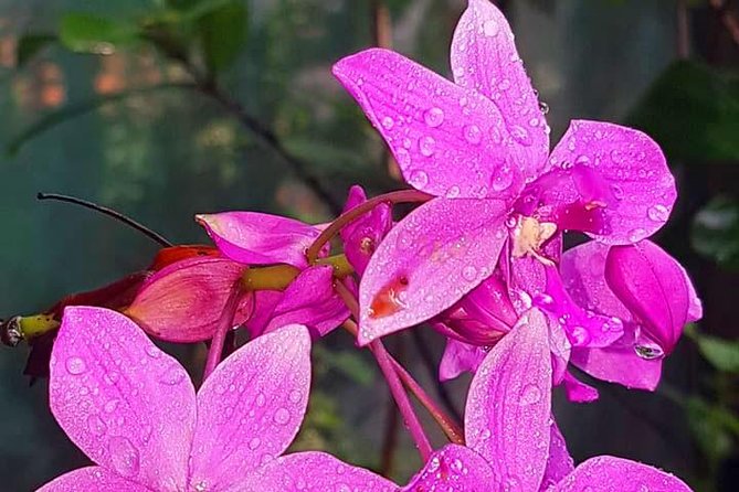 Mayan Eden Eco Wildlife Park, City Tour & Private Transfer - Lunch and Drinks