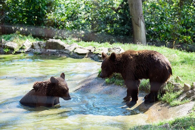 Meet the Free Bears and Visit Draculas Castle in a Day Trip From Bucharest - Highlights of the Experience