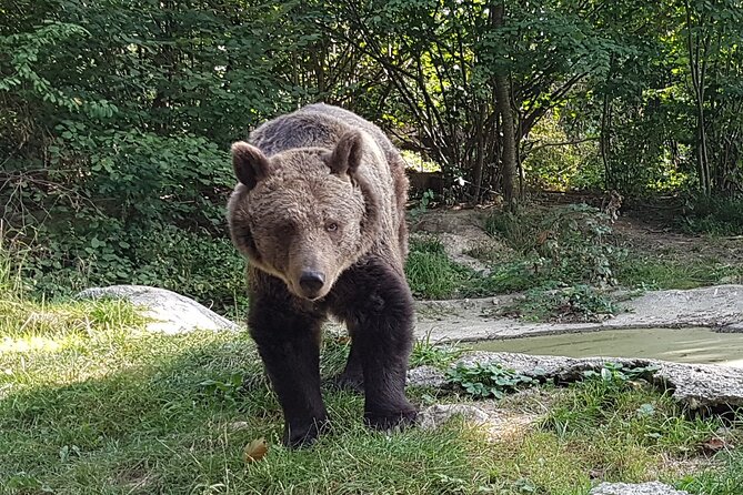 Meet Wild Brown Bears on the Roads to Real Draculas Fortress - Scenic Landscapes and Credibility