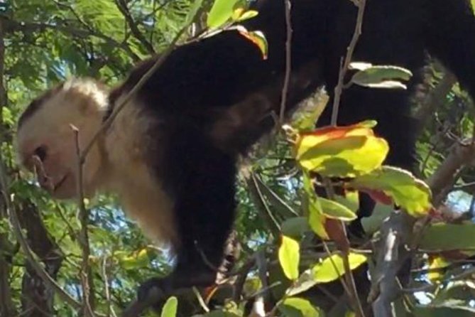 Mega Combo Family Adventure - Coffee Tour Insights