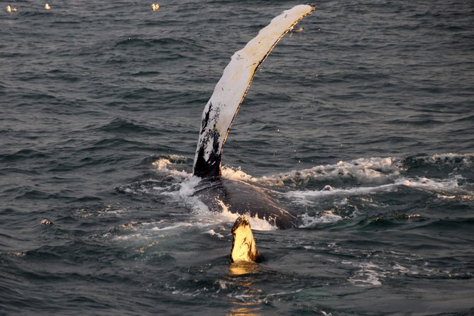 Midnight Sun Whale Watching From Reykjavik - Accessibility and Amenities
