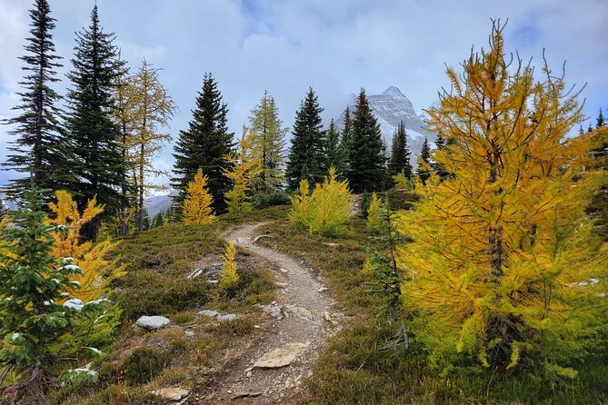 Moraine Lake: Larch Valley Hike, Departure From Banff - Reviews and Ratings