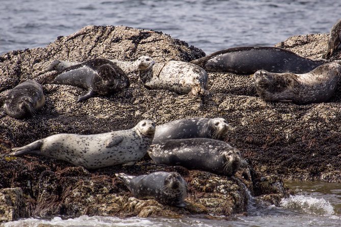 Morning Kayak & Seal Cruise - Meeting Point and Schedule