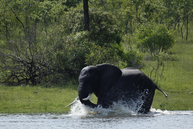 Morning Safari in Kruger National Park From Hazyview (Am Knp) - Safari Experience Highlights