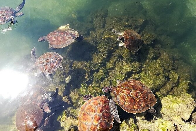 Mult-Days Tours in Zanzibar Island - Adventuring Through Changuu Private Island