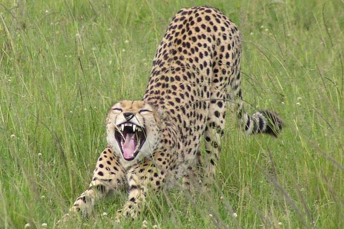 Nairobi National Park, Giraffe Center & Karen Blixen Museum - Tour Logistics and Accessibility