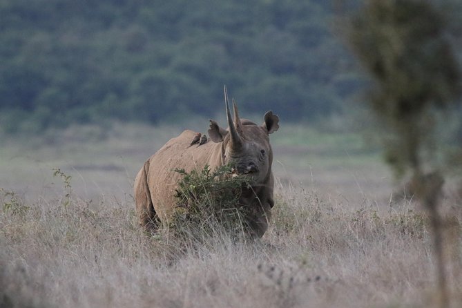 Nairobi National Park Guided Tour - Tips for a Great Experience