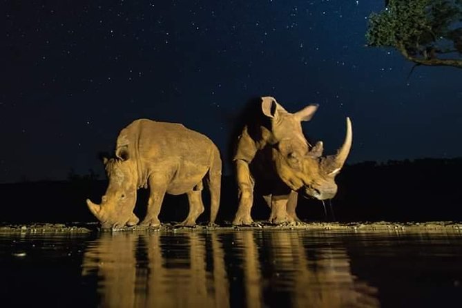 Nairobi National Park Half Day Tour - Traveler Experiences