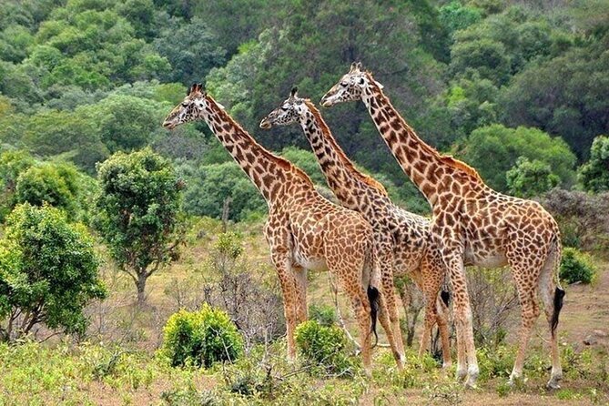 Nairobi National Park Safari With a Visit to Giraffe Center. - Customer Reviews