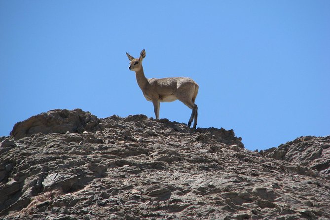 NAMIB DESERT TOURS, Full-Day and Half-Day TOURS From Swakopmund, NAMIBia - Traveler Feedback and Recommendations