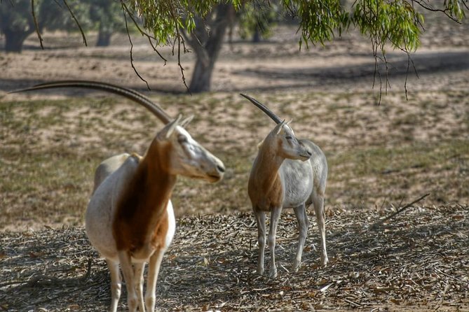 National Park Visit Souss Massa (Endangered Animals) - Endangered Species