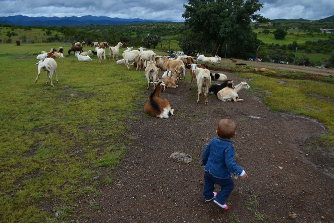 Nature Walk - Bufa Hill or Santa Rosa Area - Customer Testimonial