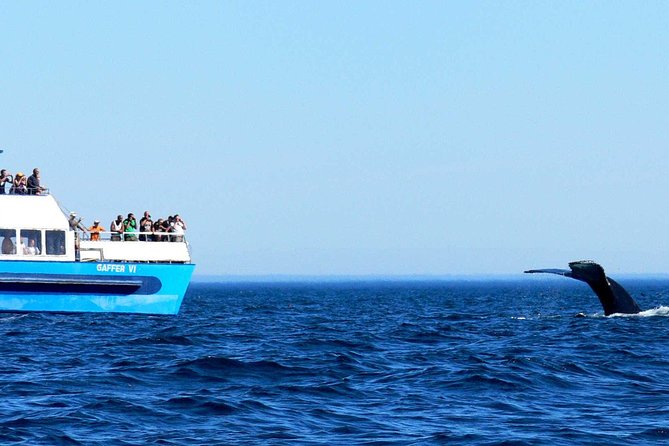 Newfoundland Puffin and Whale Watch Cruise - Guest Experiences and Reviews