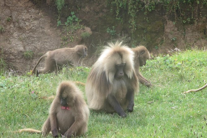 Northern Ethiopia & Trekking Simien Mountains , 10 Days - Traveler Tips and Recommendations