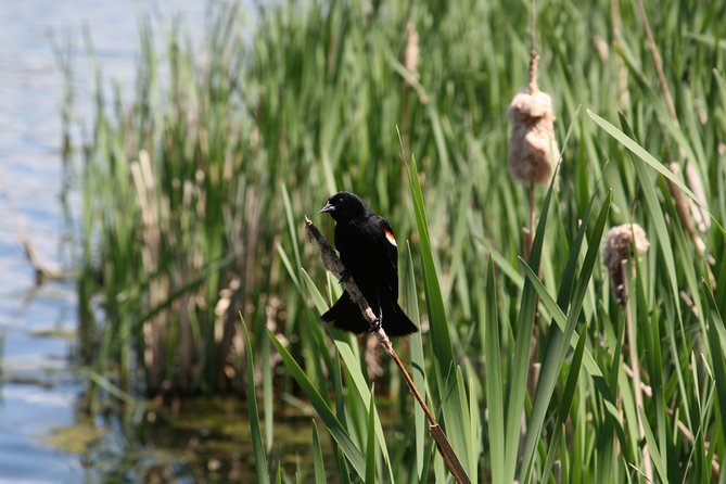Okanagan Valley Discovery Tour - Discovering Rare Habitats