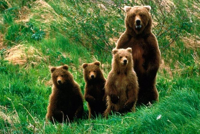 One Day Trip Bear Sanctuary Dracula Castel and Rasnov Fortress From Brasov - Rasnov Fortress and Bran Castle