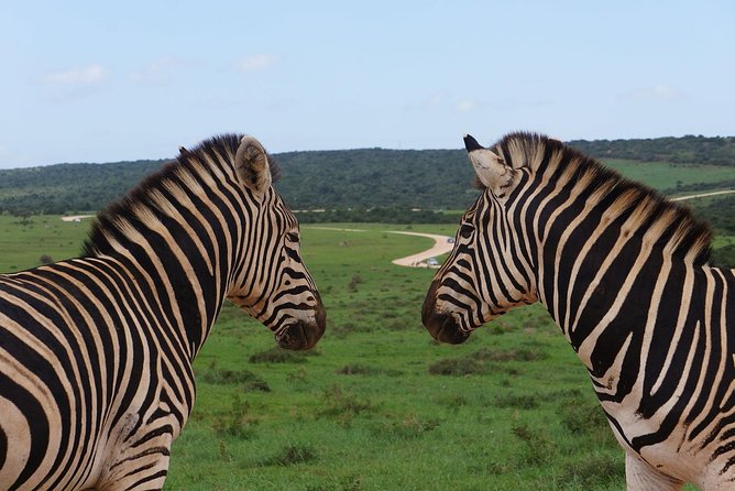 One-Way Hop-On Hop-Off Bus From Port Elizabeth to Cape Town - Making the Most of Your Trip
