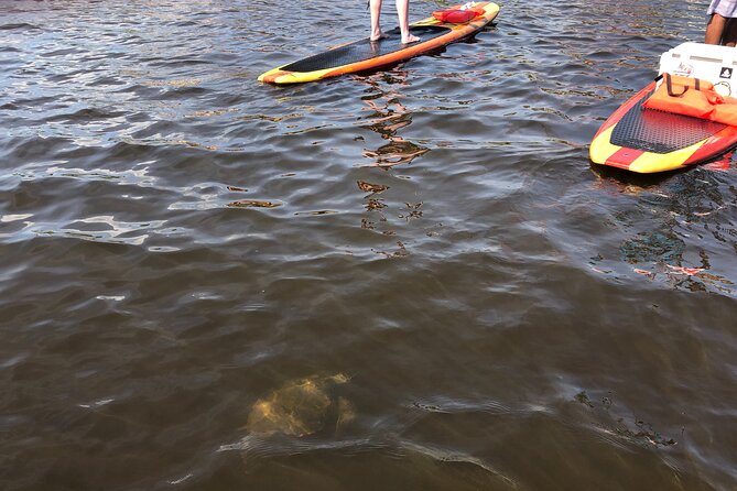 Paddle Board Rental - Accessibility Features