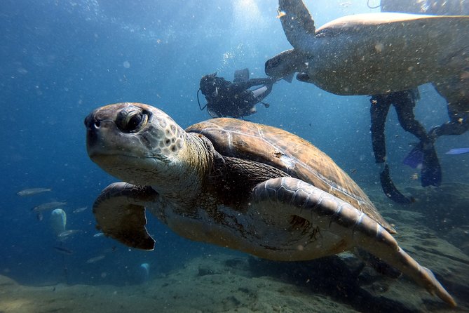 PADI Scuba Dive Course in Costa Adeje - Customer Testimonials