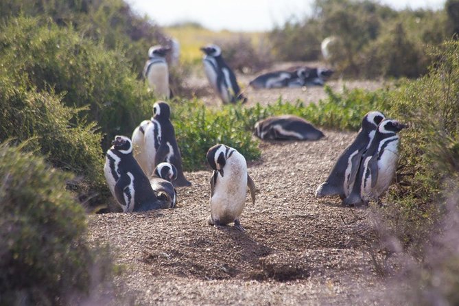Peninsula Valdes Private Tour - Wildlife Encounters