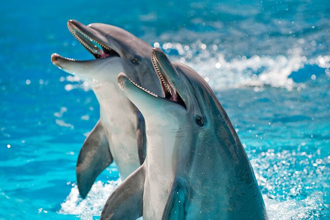 Photo Session With Dolphins With Transfer in Hurghada - Tips for a Memorable Experience