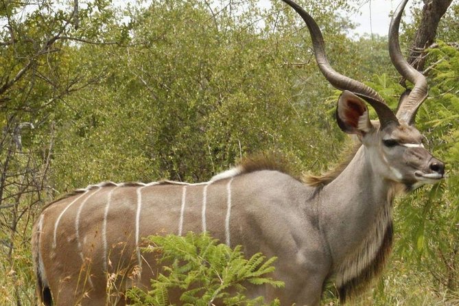 Pilanesberg Full Day Safari Private - Wildlife Sightings